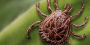 Minas Gerais confirma 29 casos de febre maculosa e quatro mortes