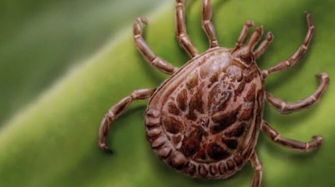 Minas Gerais confirma 29 casos de febre maculosa e quatro mortes