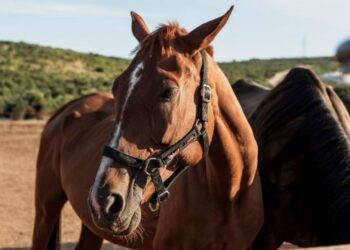 Prefeitura abre cadastramento para adoção de animais de grande porte