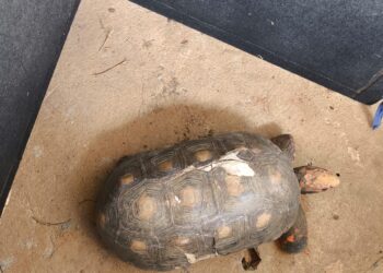 Bombeiros resgatam jabuti ferido em via pública no bairro Cidade Nova