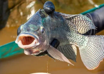 Piracema: saiba quais peixes podem ser pescados durante o período