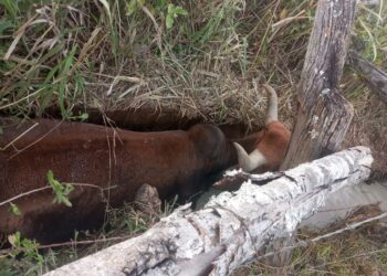 Bombeiros resgatam vaca atolada em brejo na zona rural de Formiga