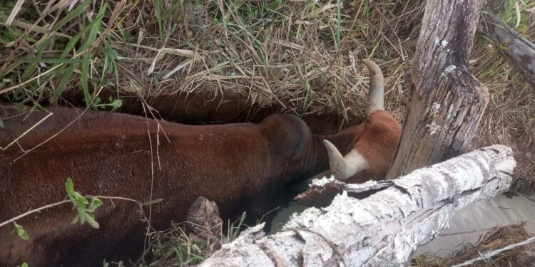 Bombeiros resgatam vaca atolada em brejo na zona rural de Formiga