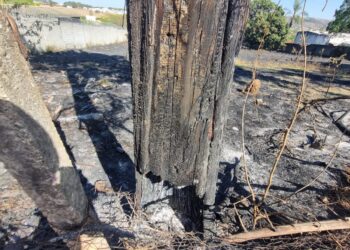 Bombeiros cortam árvore queimada com risco de queda em Formiga