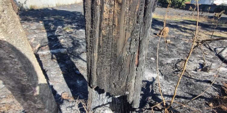 Bombeiros cortam árvore queimada com risco de queda em Formiga