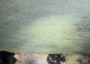 Filhotes de gato presos em vão de padrão de energia elétrica são resgatados pelos bombeiros em Formiga