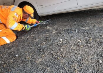 Bombeiros resgatam cães feridos após ataque de ouriço-cacheiro no Centro de Formiga