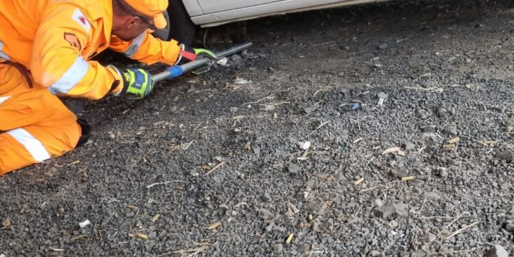 Bombeiros resgatam cães feridos após ataque de ouriço-cacheiro no Centro de Formiga
