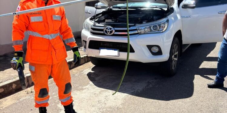 Carro é desmontado para bombeiros retirarem cobra de dentro do veículo em Campo Belo