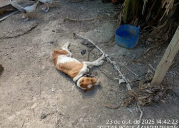 Cão é encontrado morto e outro acorrentado em condições insalubres em Divinópolis; suspeito é preso