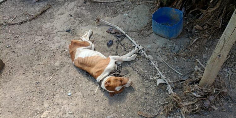 Cão é encontrado morto e outro acorrentado em condições insalubres em Divinópolis; suspeito é preso
