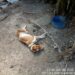 Cão é encontrado morto e outro acorrentado em condições insalubres em Divinópolis; suspeito é preso