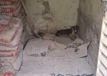 Cão de rua com ferimento grave é socorrido por equipe do Corpo de Bombeiros de Formiga