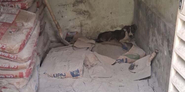 Cão de rua com ferimento grave é socorrido por equipe do Corpo de Bombeiros de Formiga