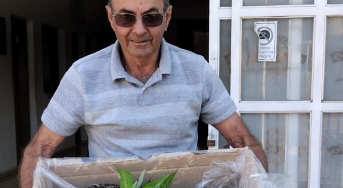 Córrego Fundo: Compra em conjunto de mudas de banana fortalece a fruticultura local