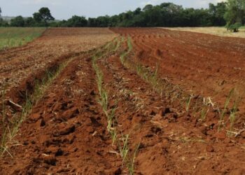 Plantio de mudas de cana precoce doadas pelo IAC é iniciado em Córrego Fundo