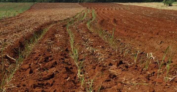 Plantio de mudas de cana precoce doadas pelo IAC é iniciado em Córrego Fundo