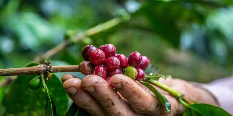 2ª edição do Concurso do Café de Córrego Fundo será na próxima semana