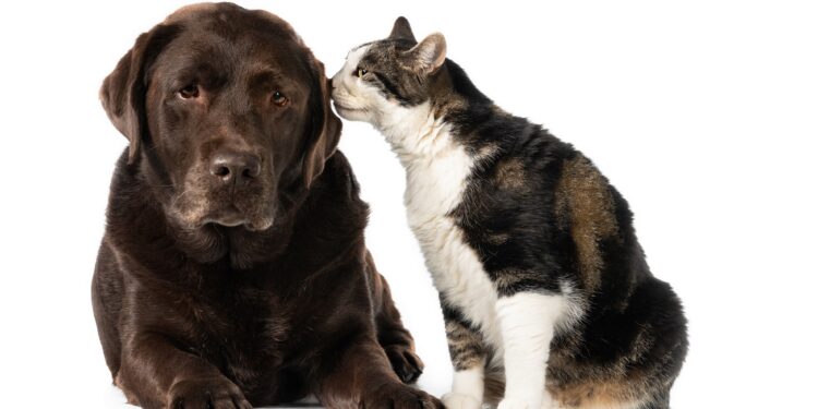 Inscrições para castração de animais em Córrego Fundo estarão abertas de 6 a 10 de outubro