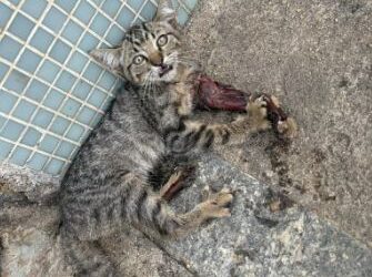 Bombeiros resgatam filhote de gato preso em cano de calha em posto de combustíveis em Formiga