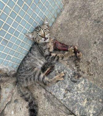 Bombeiros resgatam filhote de gato preso em cano de calha em posto de combustíveis em Formiga