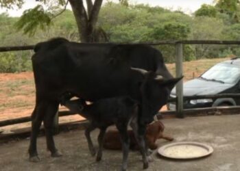 Vaca tem parto raro de bezerros gêmeos nascidos com diferença de nove dias  em Formiga