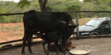 Vaca tem parto raro de bezerros gêmeos nascidos com diferença de nove dias em Formiga