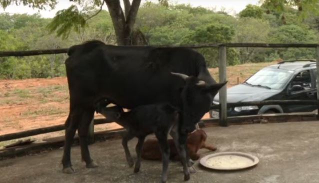 Vaca tem parto raro de bezerros gêmeos nascidos com diferença de nove dias em Formiga