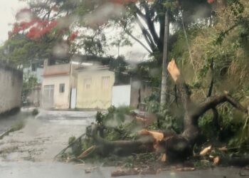 Queda de árvore atinge fiação e exige atenção de motoristas na Bias Fortes