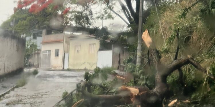 Queda de árvore atinge fiação e exige atenção de motoristas na Bias Fortes