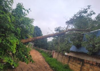 Bombeiros removem árvore caída em via rural de Formiga