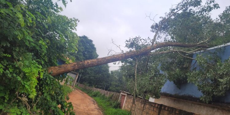 Bombeiros removem árvore caída em via rural de Formiga