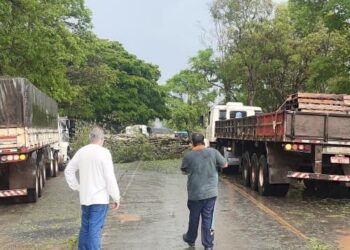 Vendaval com granizo derruba árvores em  trecho da MG 439, em Pains