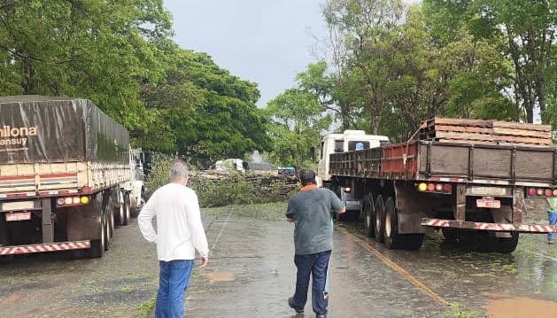 Vendaval com granizo derruba árvores em trecho da MG 439, em Pains