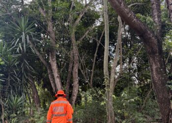 Bombeiros avaliam risco de queda de árvores na Comunidade Papagaio, em Formiga