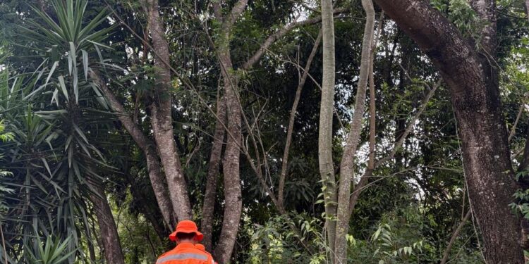Bombeiros avaliam risco de queda de árvores na Comunidade Papagaio, em Formiga