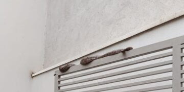 Bombeiros resgatam jiboia em garagem de residência no bairro Bela Vista em Formiga