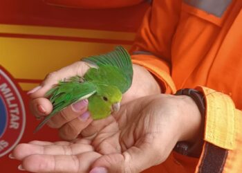 Filhote de maritaca debilitado é resgatado e encaminhado para tratamento especializado no Unifor-MG