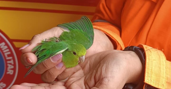 Filhote de maritaca debilitado é resgatado e encaminhado para tratamento especializado no Unifor-MG