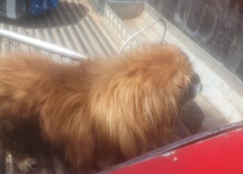 Bombeiros resgatam cão em situação de risco às margens da BR-354 em Formiga