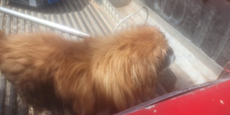 Bombeiros resgatam cão em situação de risco às margens da BR-354 em Formiga