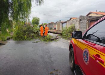 Árvore cai durante chuva e interrompe tráfego no bairro Tino Pereira, em Formiga