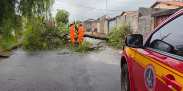Árvore cai durante chuva e interrompe tráfego no bairro Tino Pereira, em Formiga