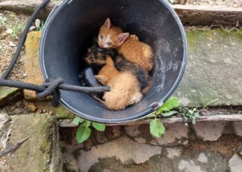 Filhotes de gato são salvos por bombeiros após caírem em cisterna com cerca de 25 metros de profundidade em Arcos
