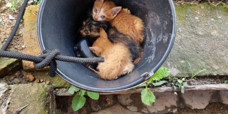 Filhotes de gato são salvos por bombeiros após caírem em cisterna com cerca de 25 metros de profundidade em Arcos