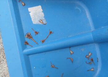 Moradores do bairro Sagrado Coração de Jesus enfrentam infestação de escorpiões