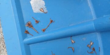 Moradores do bairro Sagrado Coração de Jesus enfrentam infestação de escorpiões