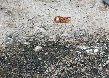 Moradores do bairro Sagrado Coração de Jesus enfrentam infestação de escorpiões