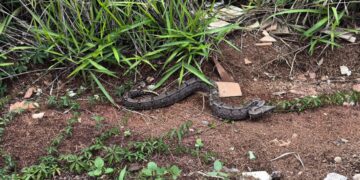 Jiboia encontrada no telhado de galinheiro em residência de Formiga é resgatada por bombeiros