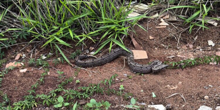 Jiboia encontrada no telhado de galinheiro em residência de Formiga é resgatada por bombeiros